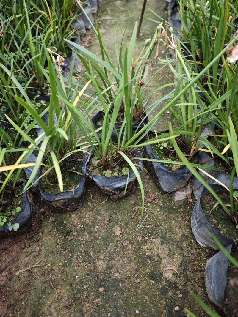 垂筒花高度15到25厘米种植基地自产自销