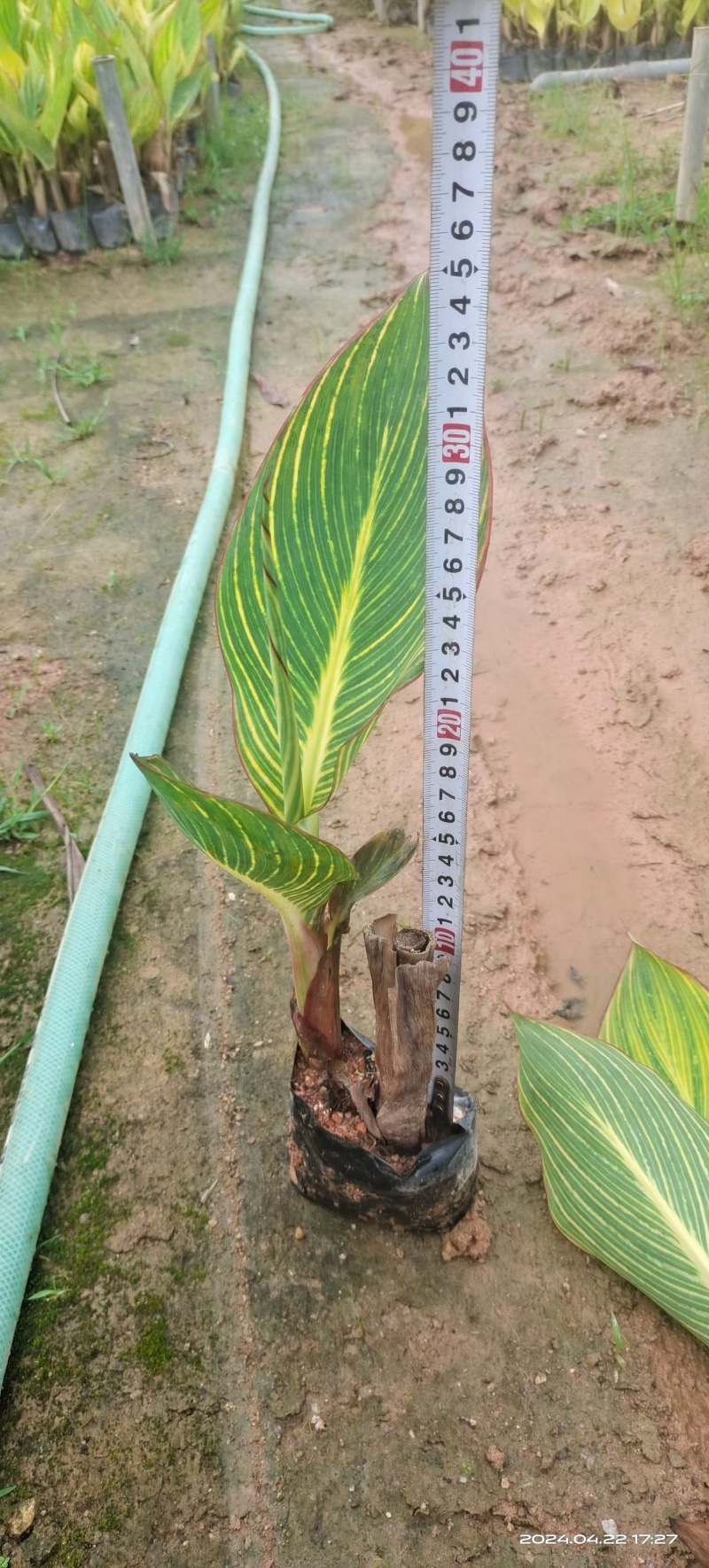 美人蕉高度25到35厘米福建漳州苗木基地批发