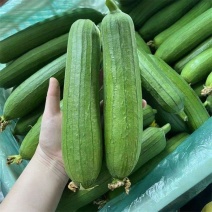 喜农油绿泰美丝瓜种子油绿厚肉味浓早熟高产商品性佳