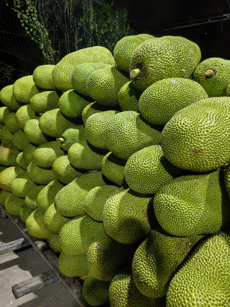 海南青皮菠萝蜜源头基地马来西亚1号黄肉菠萝蜜