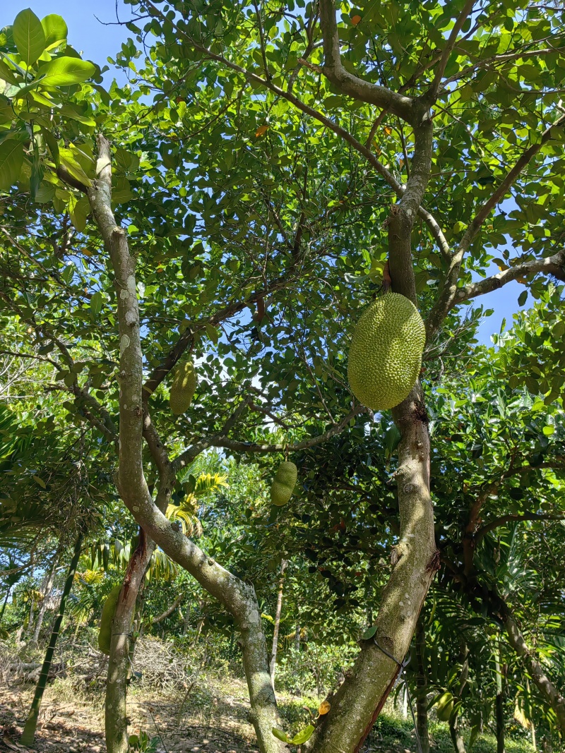 海南泰八，马来西亚1号，鲜果菠萝蜜冻肉菠萝蜜
