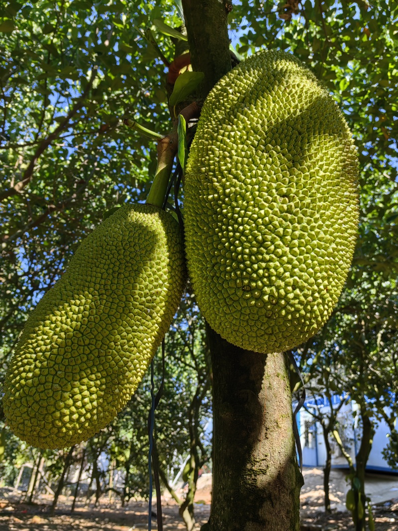 海南泰八，马来西亚1号，鲜果菠萝蜜冻肉菠萝蜜