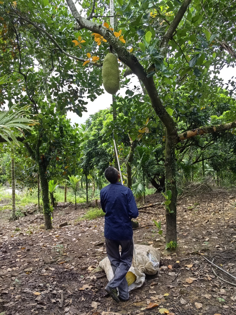 海南泰八，马来西亚1号，鲜果菠萝蜜冻肉菠萝蜜
