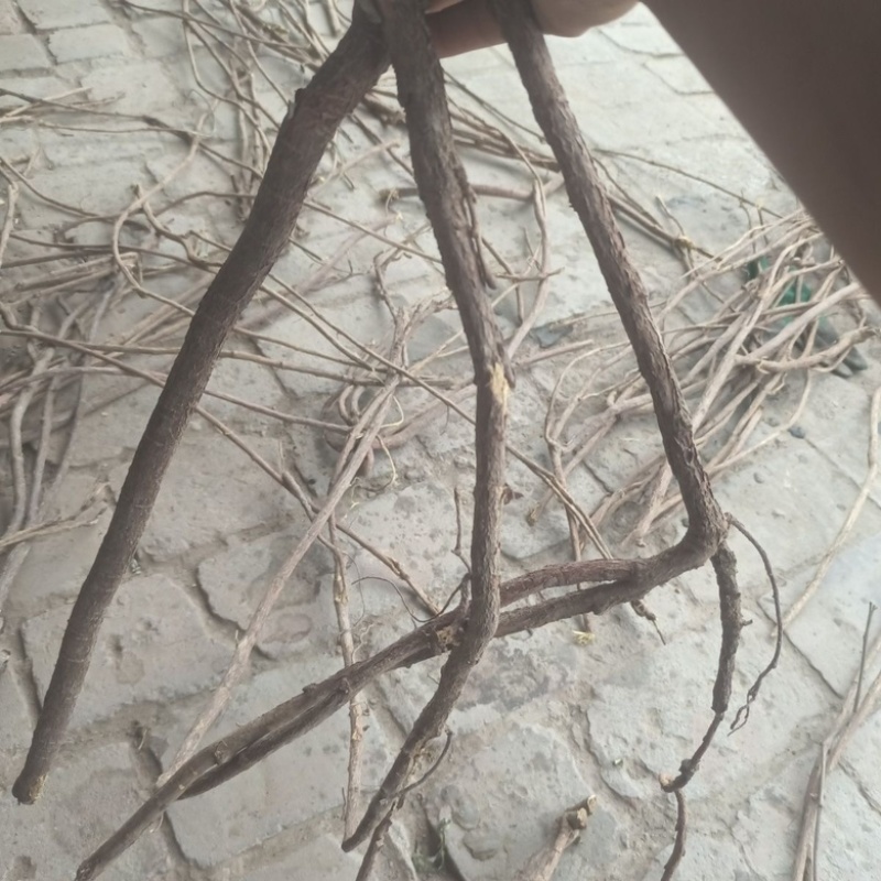 甘草条批发零售甘草条甘草条野生甘草批发红皮甘草条批发