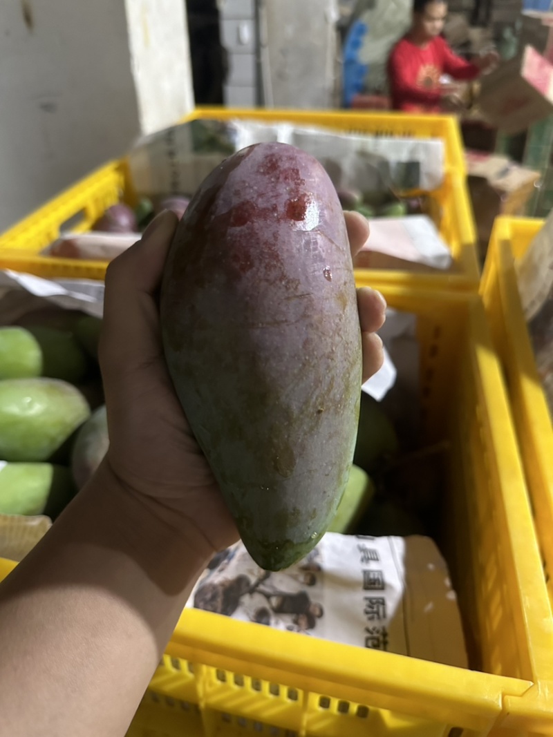海南贵妃芒