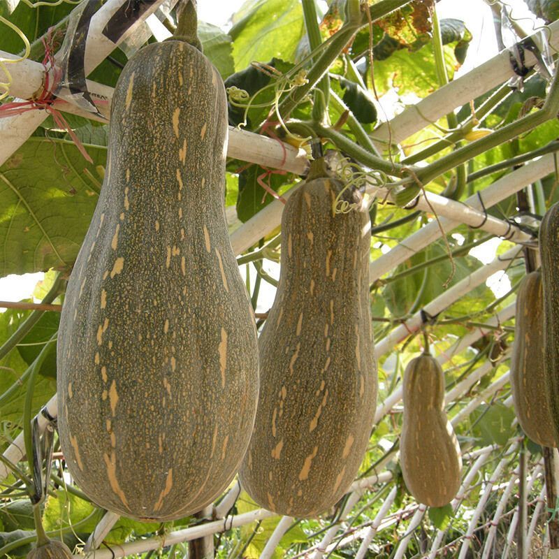 金德一号蜜本南瓜种子中熟肉厚腔小甜度高抗病高产春秋