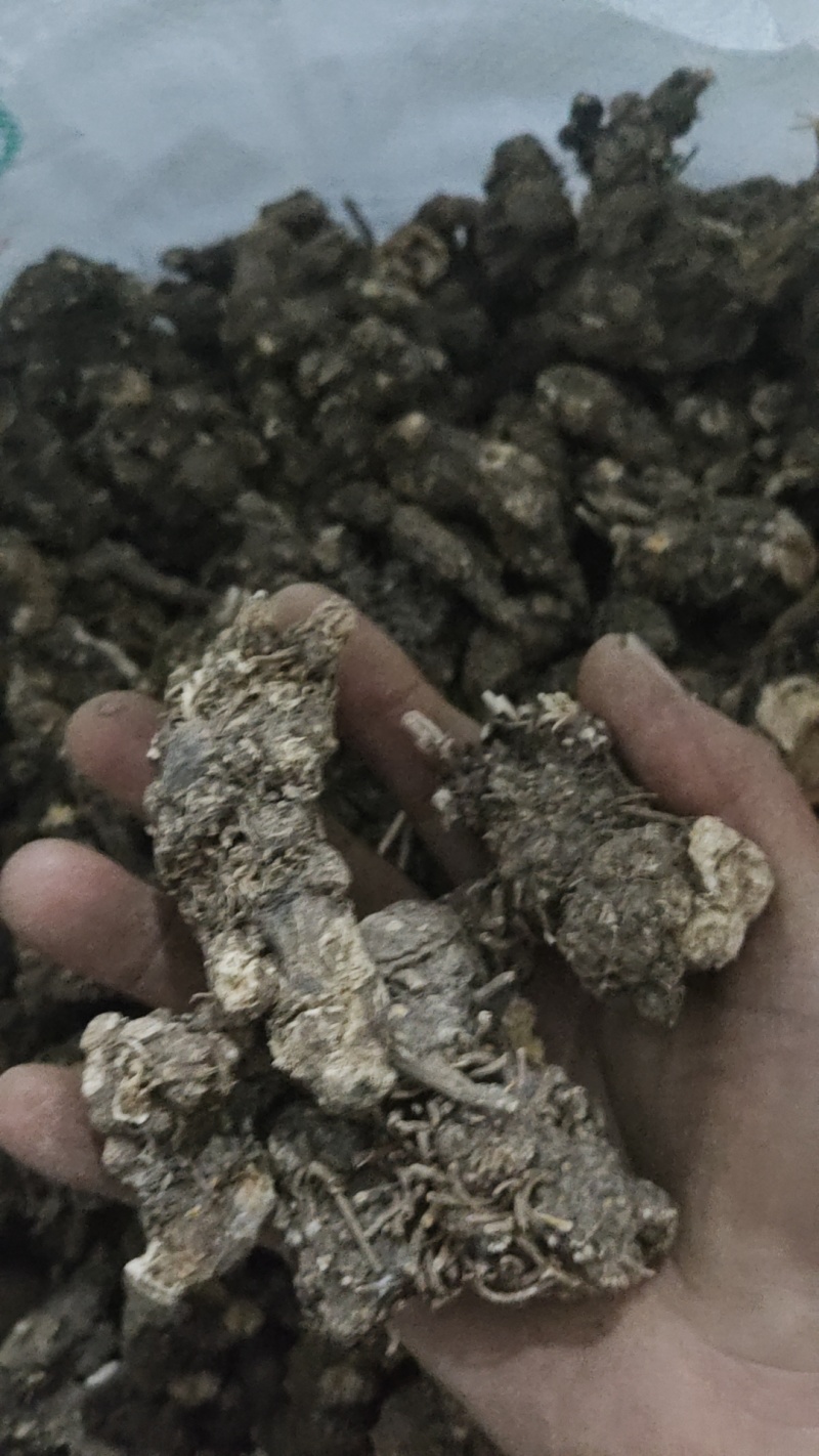 北硃砂点苍术干货，统货
