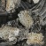 北硃砂点苍术干货，统货