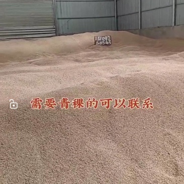自己种的青稞出售