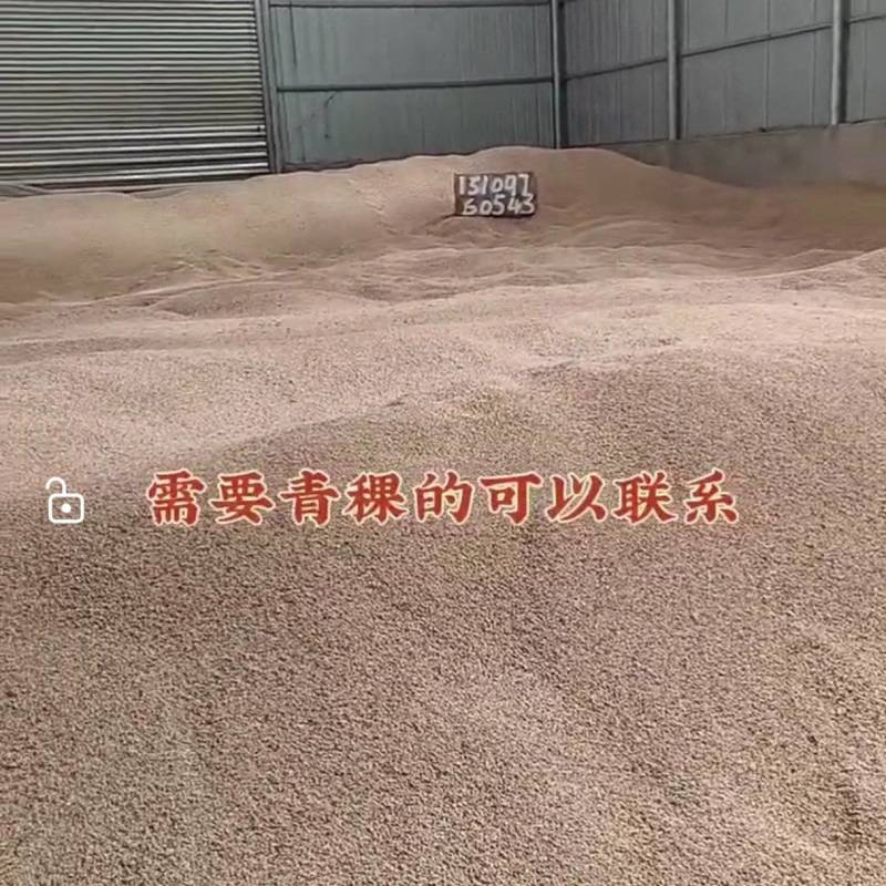 自己种的青稞出售