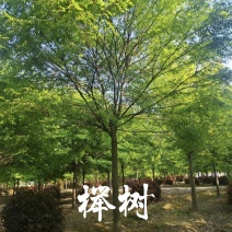 榉树产地批发，榉树价格，榉树规格齐全，货源充足