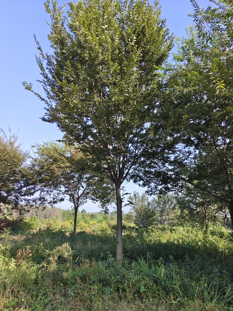 榉树产地批发，榉树价格，榉树规格齐全，货源充足