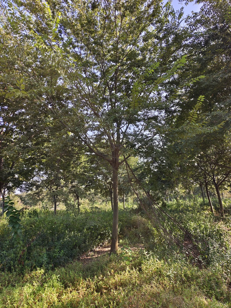 榉树产地批发，榉树价格，榉树规格齐全，货源充足