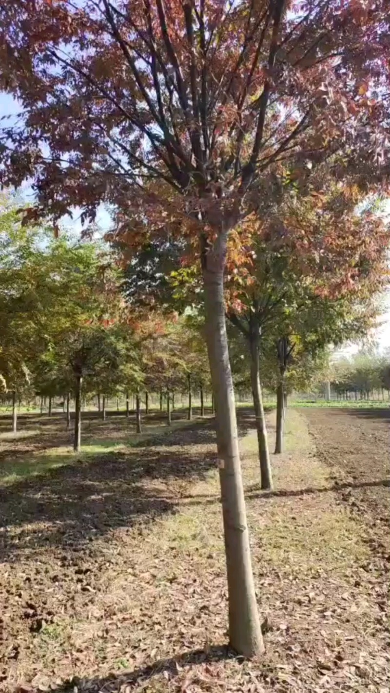 榉树产地批发，榉树价格，榉树规格齐全，货源充足