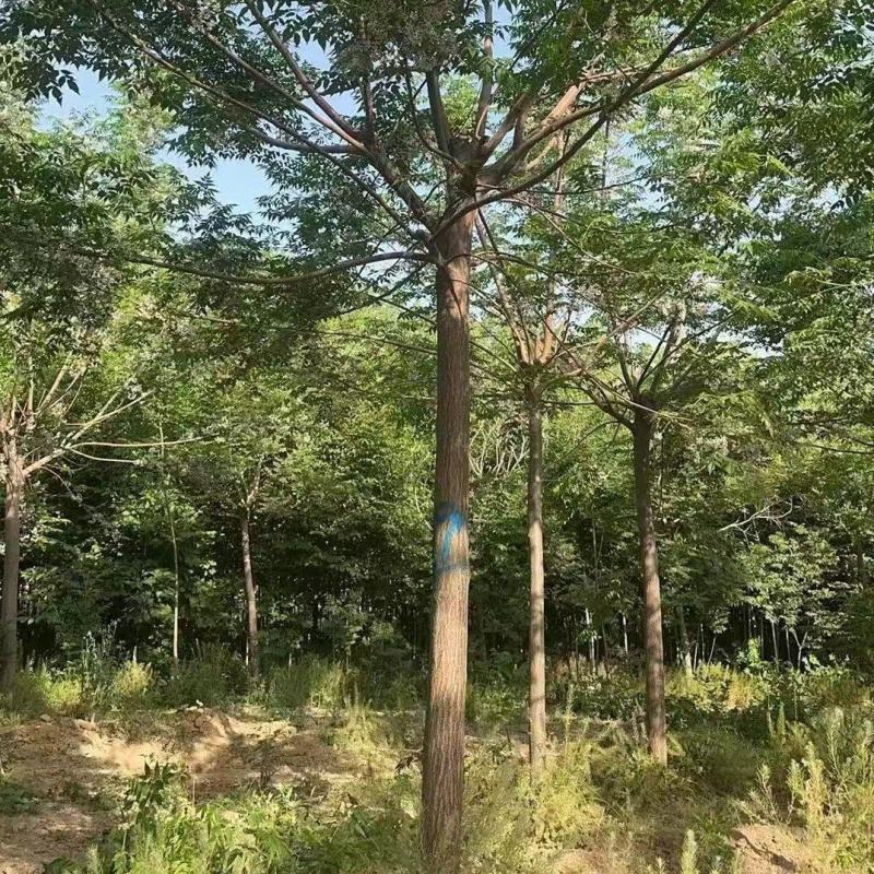 苦楝树基地，苦楝树批发，苦楝树规格齐全，货源充足