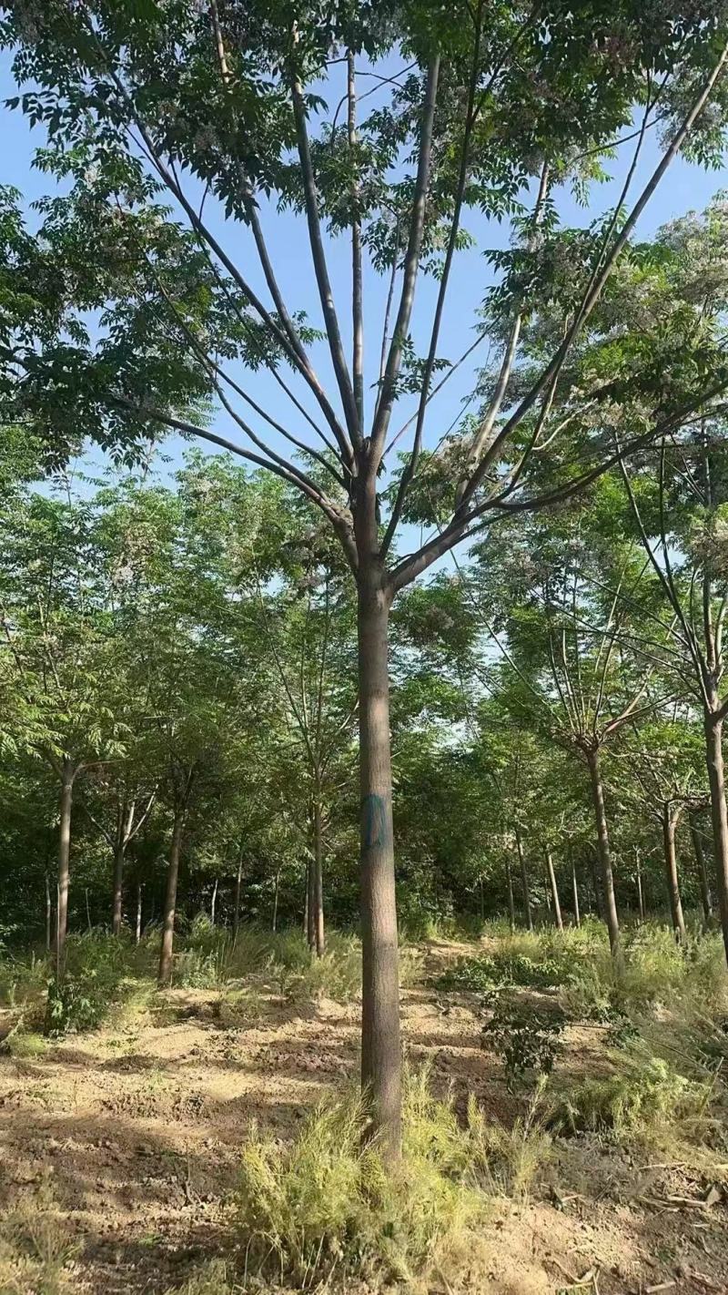 苦楝树基地，苦楝树批发，苦楝树规格齐全，货源充足