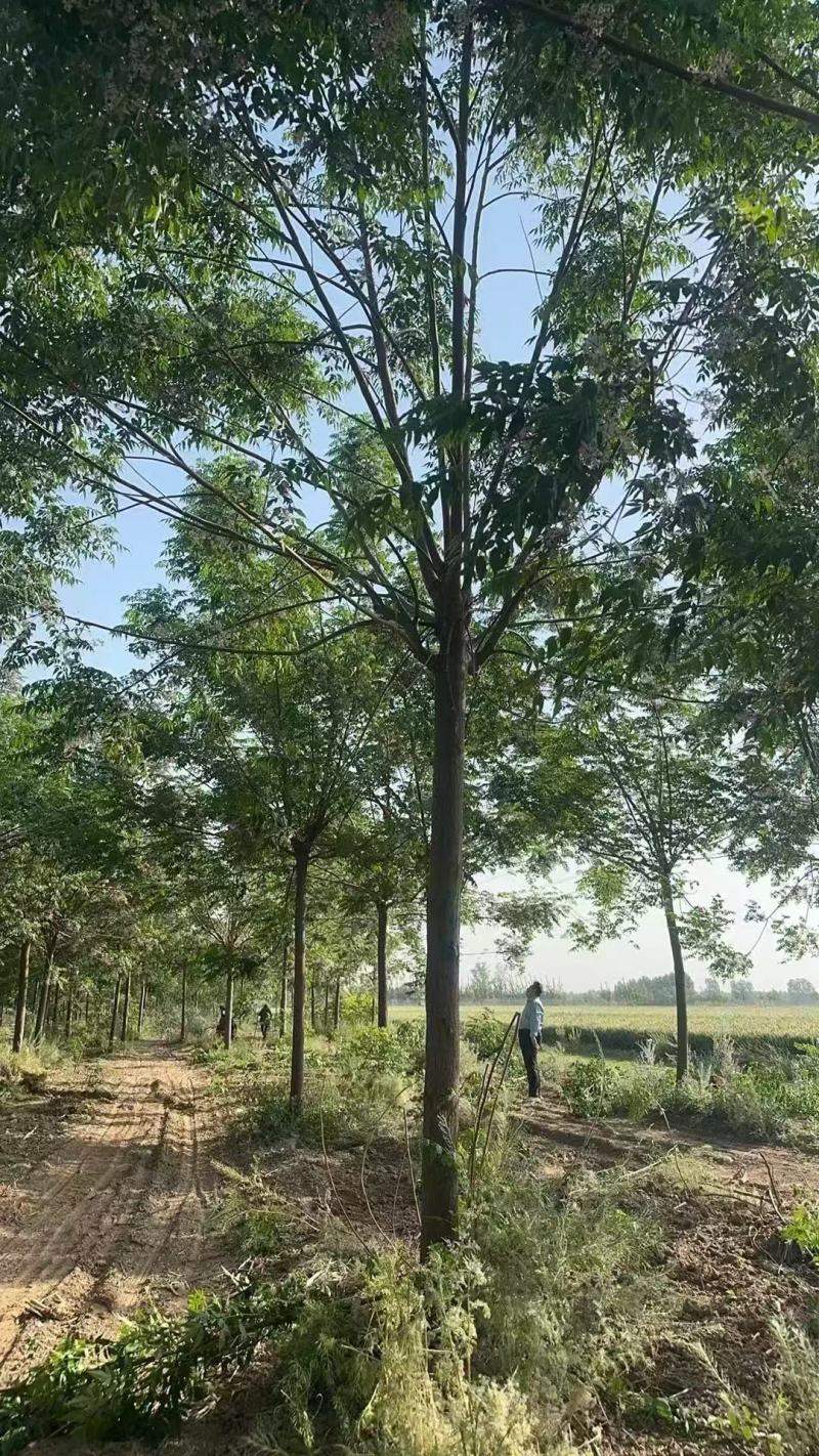 苦楝树基地，苦楝树批发，苦楝树规格齐全，货源充足