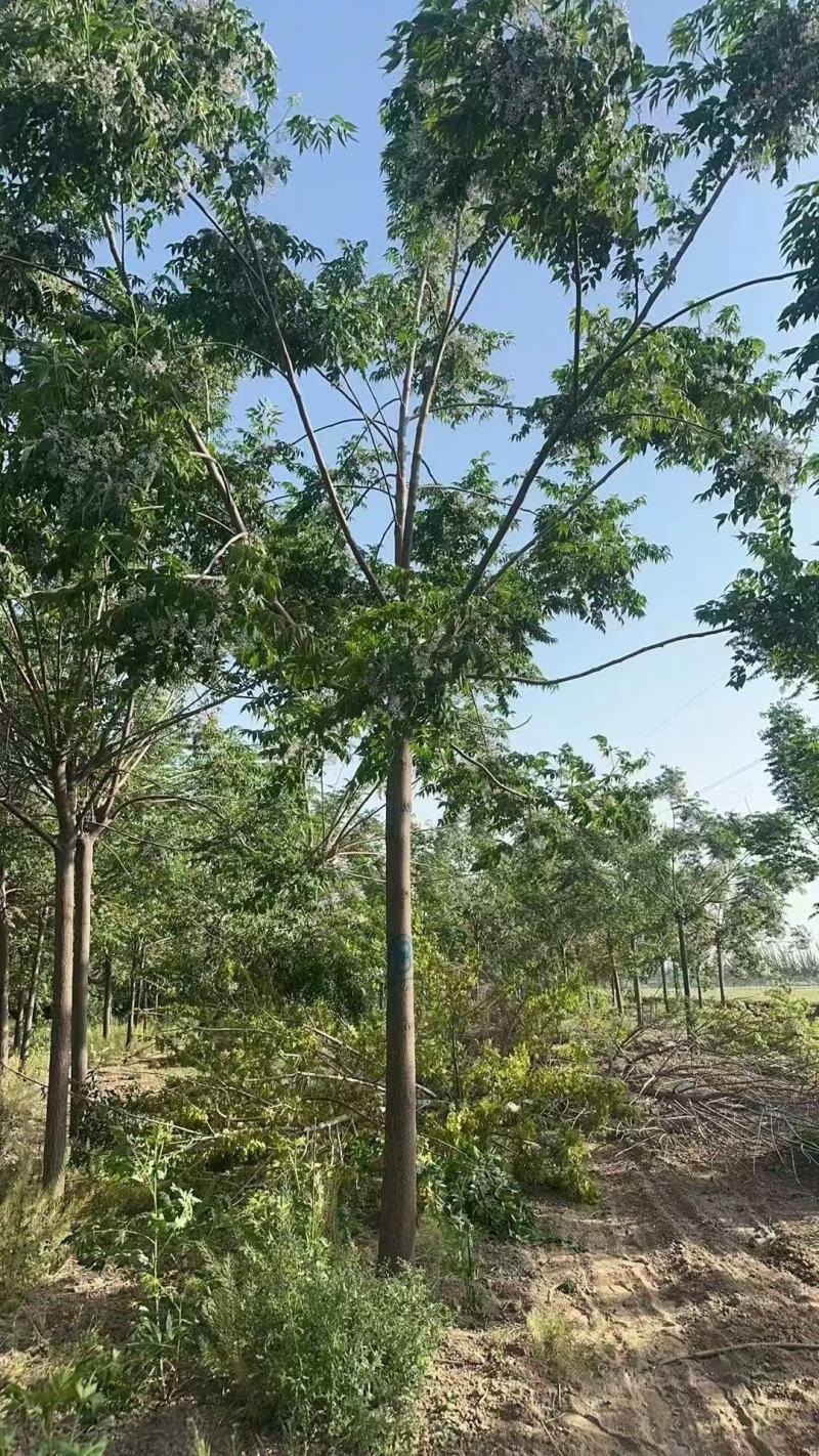 苦楝树基地，苦楝树批发，苦楝树规格齐全，货源充足