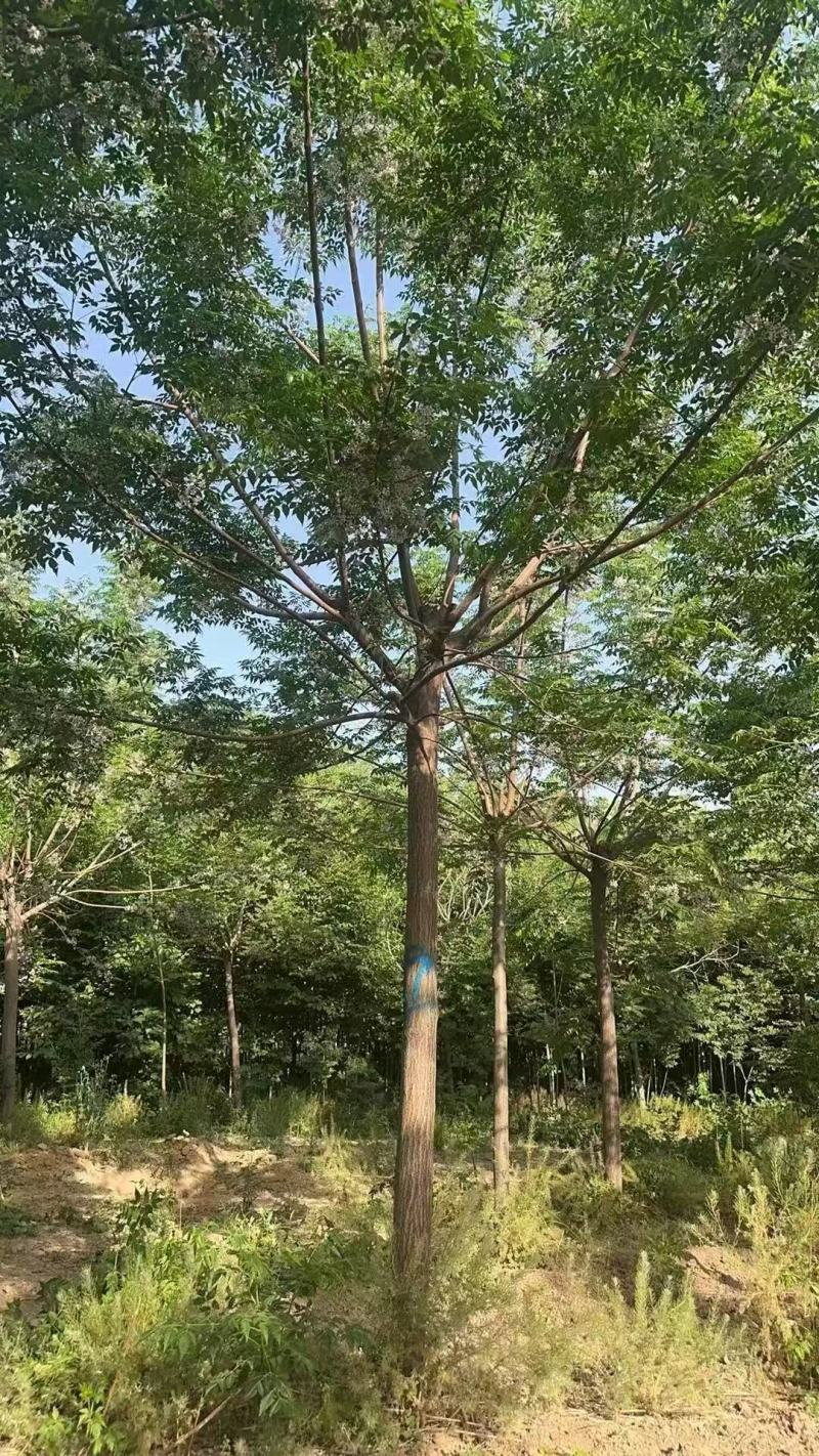 苦楝树基地，苦楝树批发，苦楝树规格齐全，货源充足