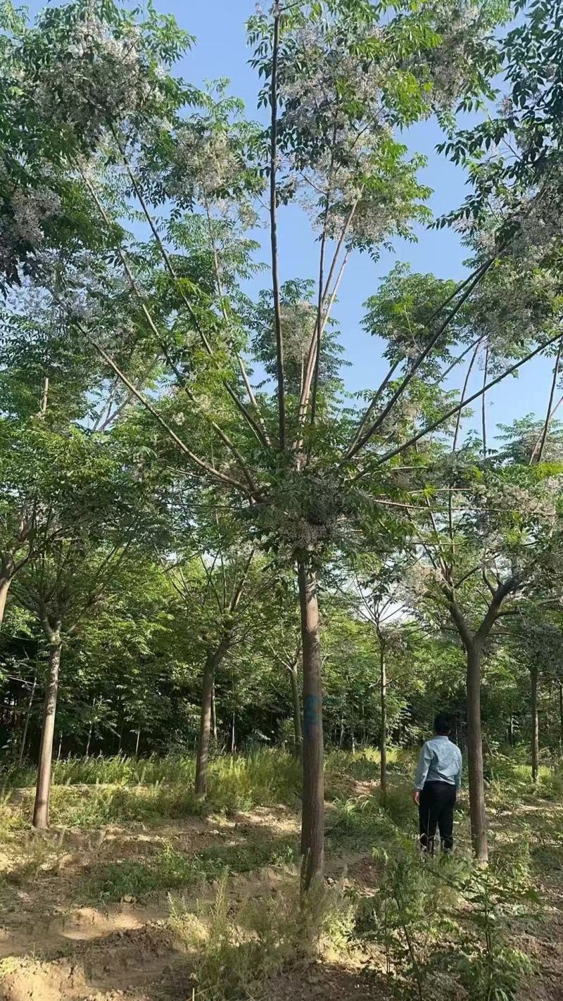苦楝树基地，苦楝树批发，苦楝树规格齐全，货源充足