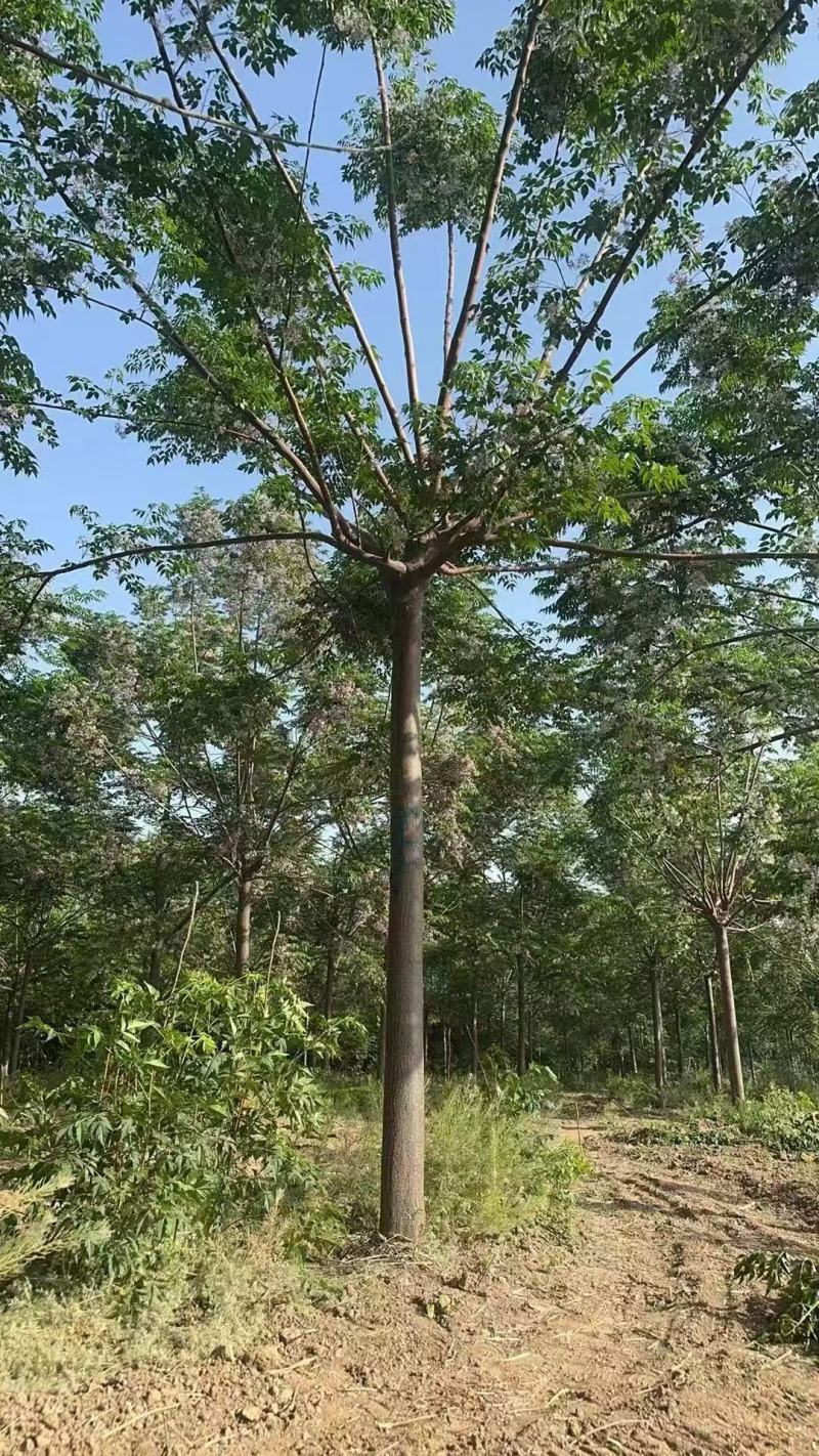 苦楝树基地，苦楝树批发，苦楝树规格齐全，货源充足