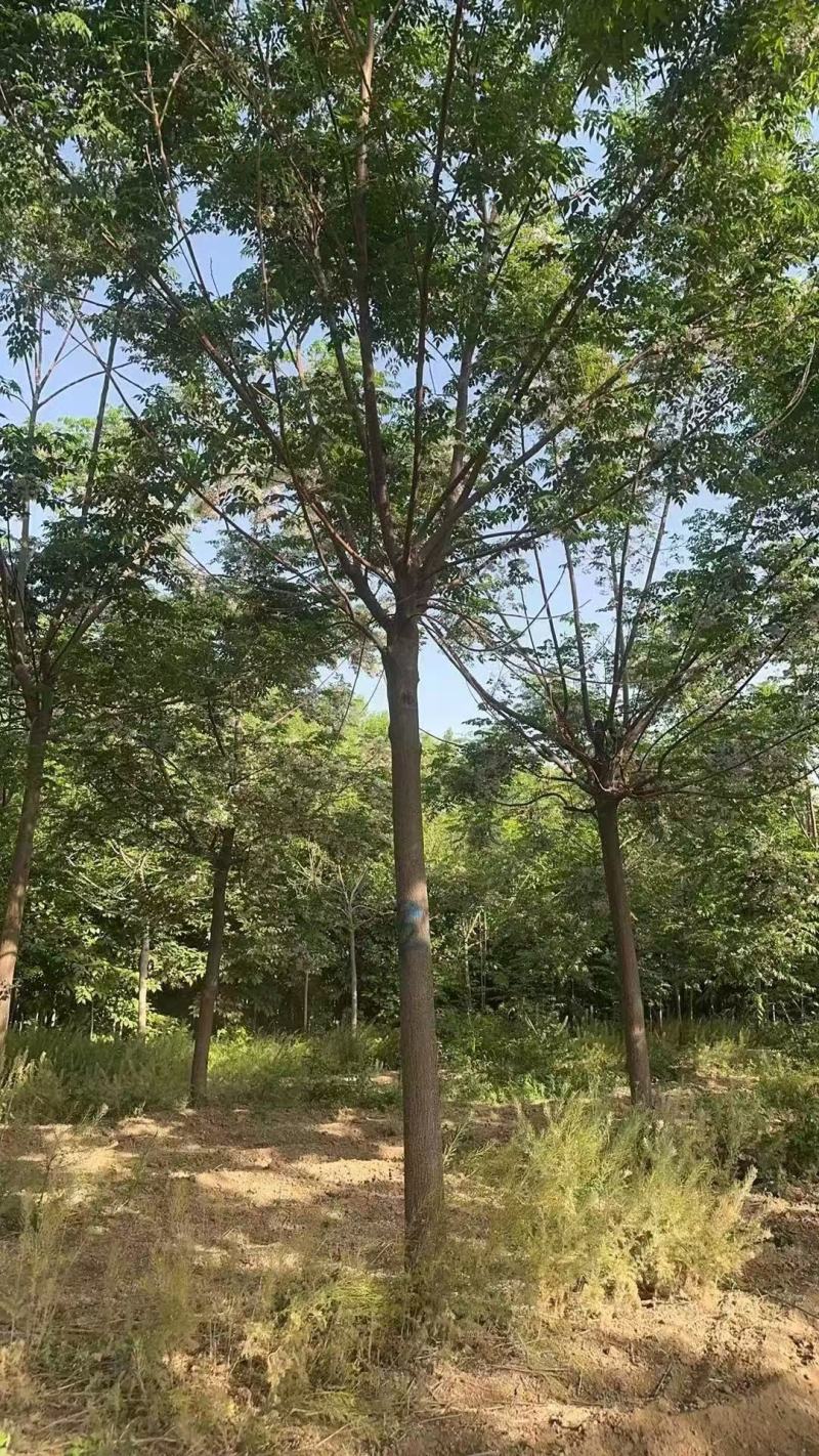 苦楝树基地，苦楝树批发，苦楝树规格齐全，货源充足