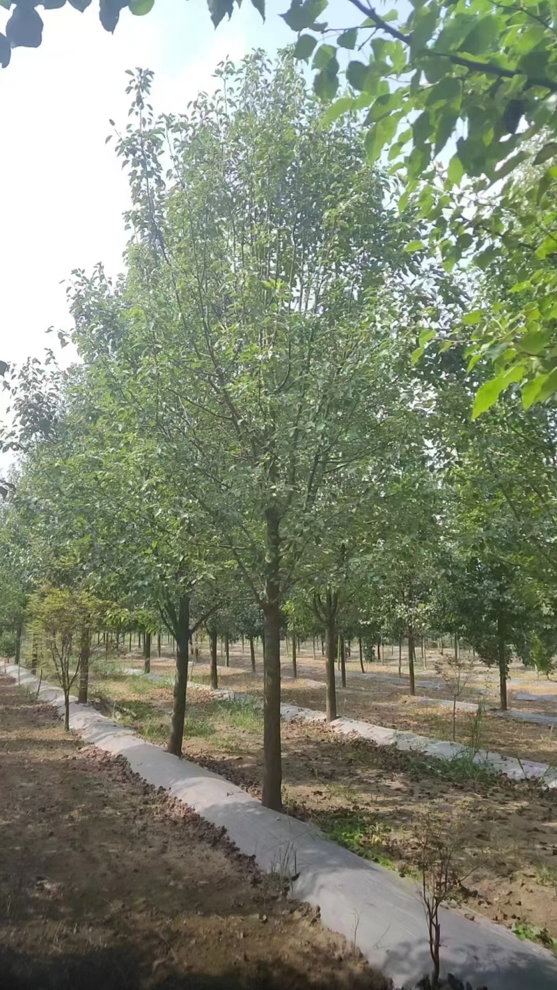产地批发彩叶豆梨，彩叶豆梨规格齐全，彩叶豆梨质优价廉