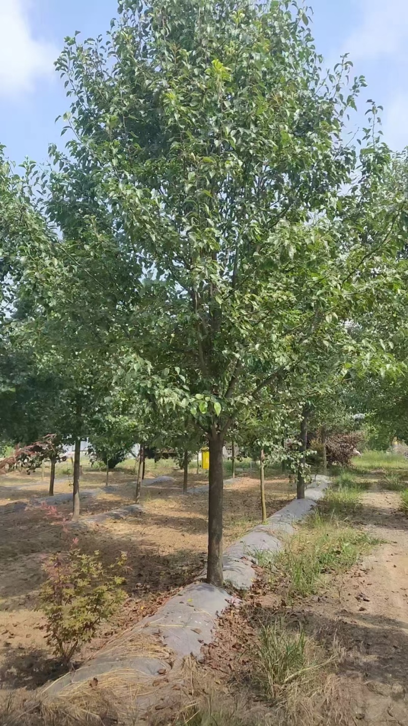 产地批发彩叶豆梨，彩叶豆梨规格齐全，彩叶豆梨质优价廉