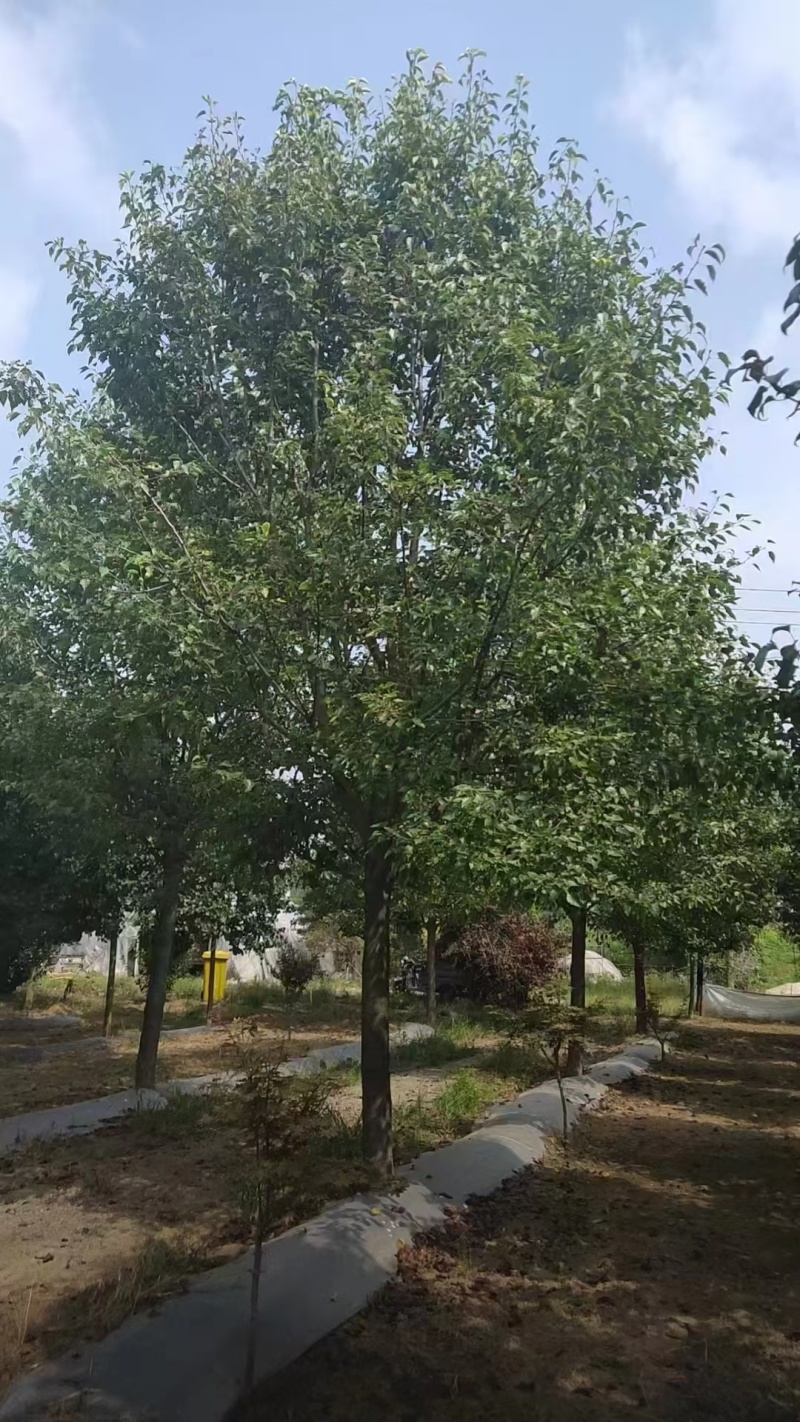 产地批发彩叶豆梨，彩叶豆梨规格齐全，彩叶豆梨质优价廉