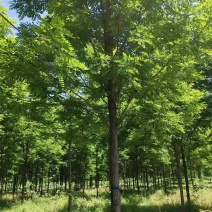 基地直供刺槐，刺槐规格齐全，白花刺槐，刺槐产地批发
