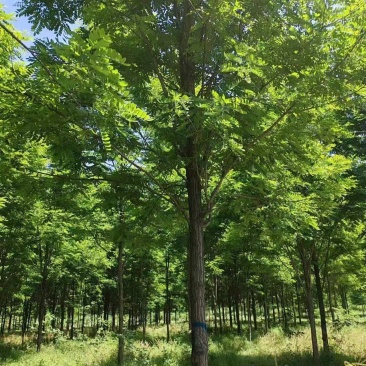 基地直供刺槐，刺槐规格齐全，白花刺槐，刺槐产地批发