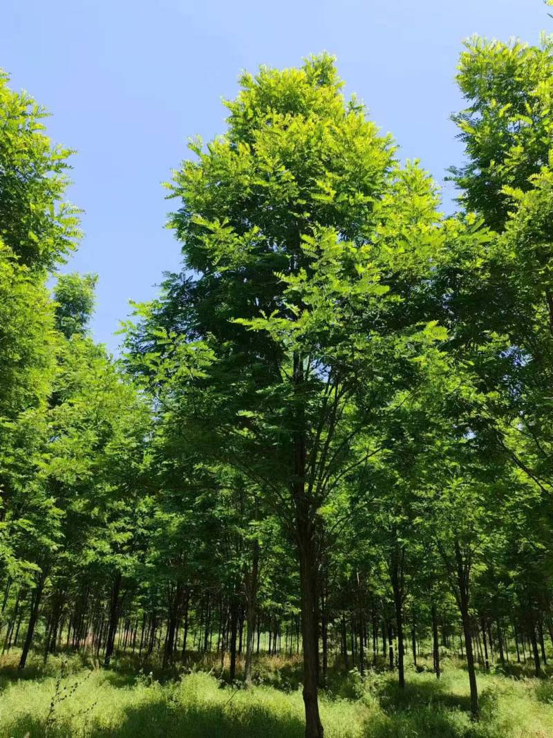 基地直供刺槐，刺槐规格齐全，白花刺槐，刺槐产地批发
