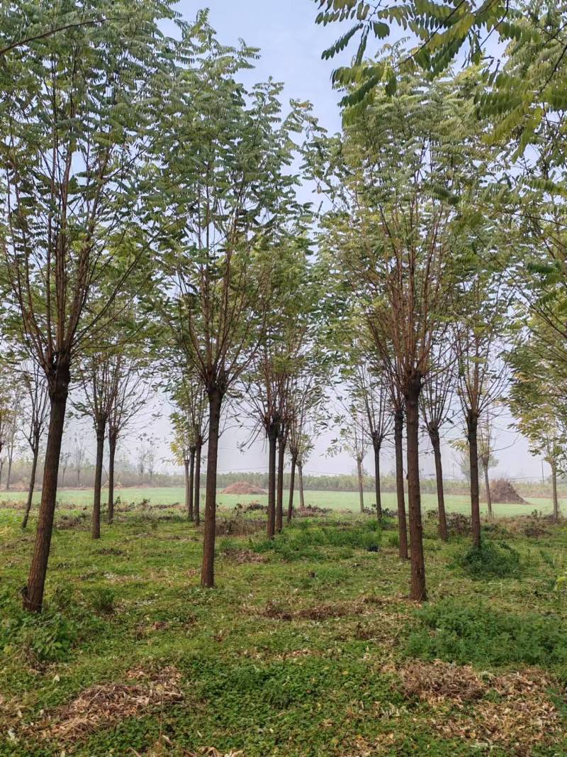 基地直供刺槐，刺槐规格齐全，白花刺槐，刺槐产地批发