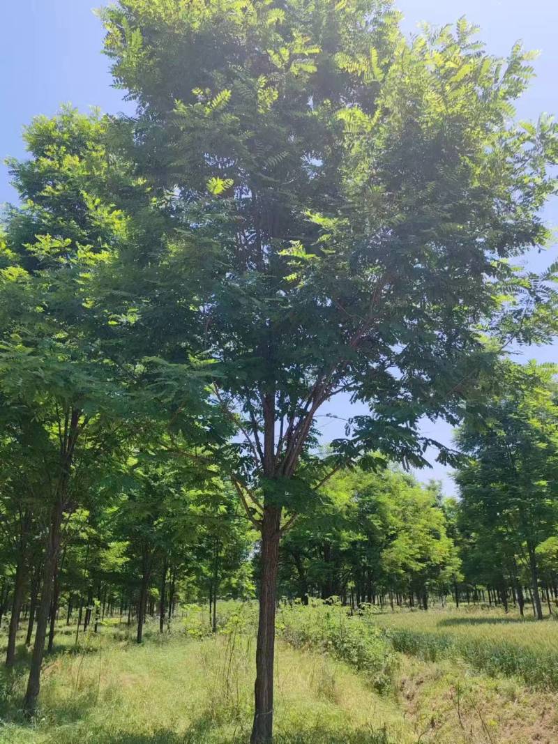 基地直供刺槐，刺槐规格齐全，白花刺槐，刺槐产地批发