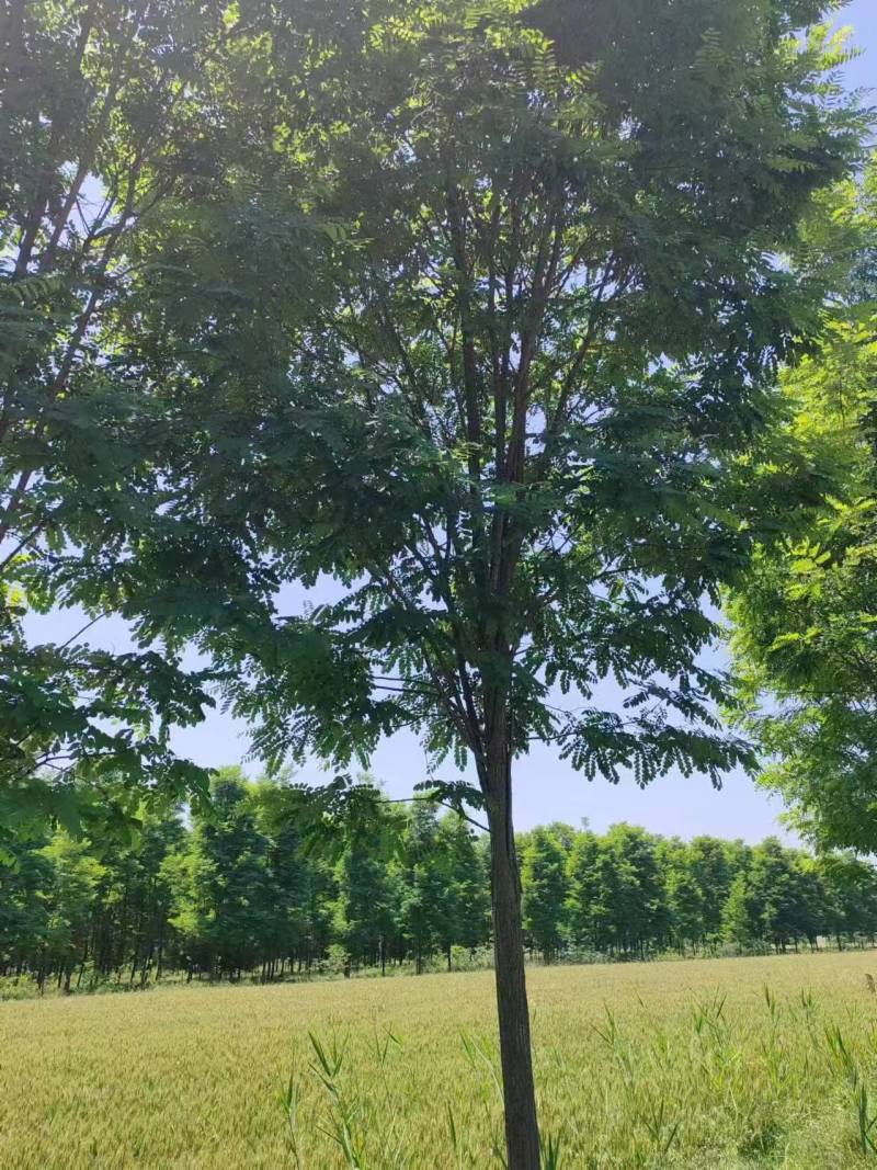 基地直供刺槐，刺槐规格齐全，白花刺槐，刺槐产地批发