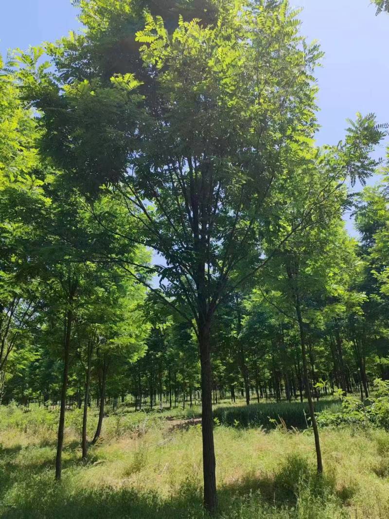 基地直供刺槐，刺槐规格齐全，白花刺槐，刺槐产地批发