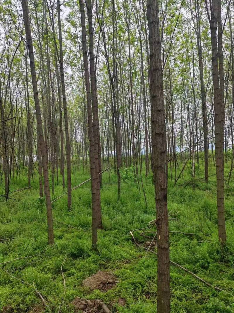 基地直供刺槐，刺槐规格齐全，白花刺槐，刺槐产地批发