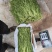 贡菜，高山贡菜，去头去尾，产地直发，