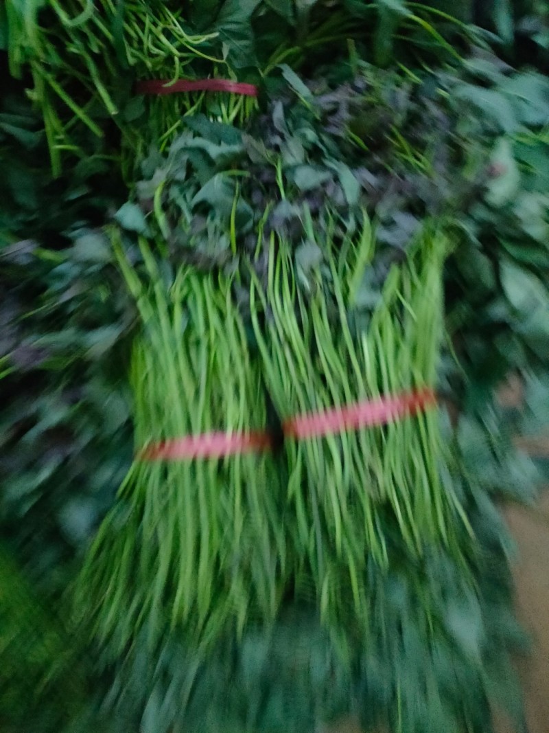 西瓜红扩繁苗，大田苗