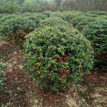 带刺植物，火棘树苗，庭院围墙防盗篱笆，耐寒常青绿化