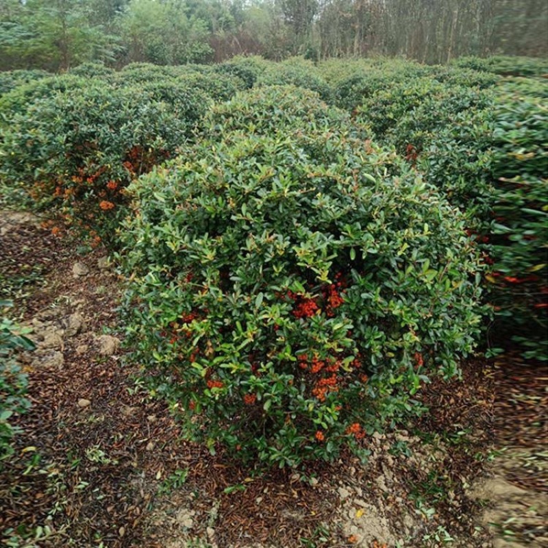 带刺植物，火棘树苗，庭院围墙防盗篱笆，耐寒常青绿化