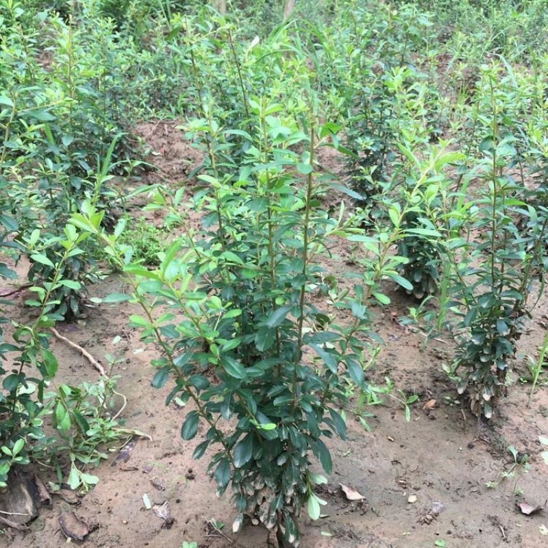 带刺植物，火棘树苗，庭院围墙防盗篱笆，耐寒常青绿化