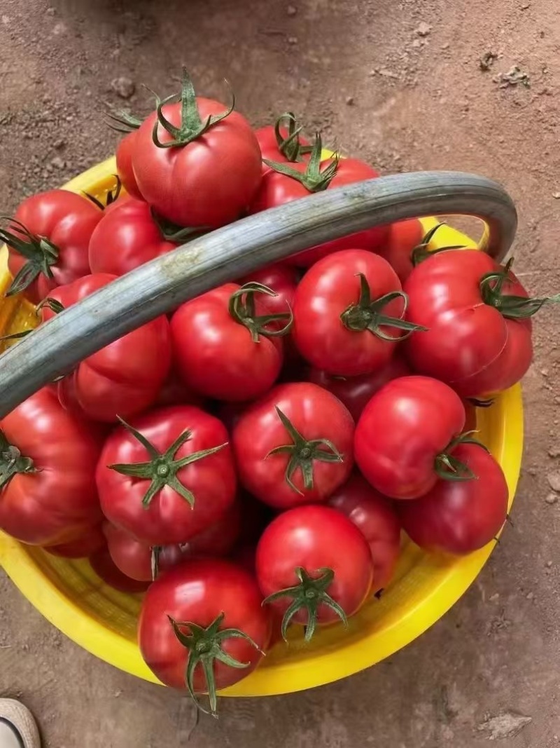 温室大棚普罗旺斯大量上市，这里是种植基地，一手货源。