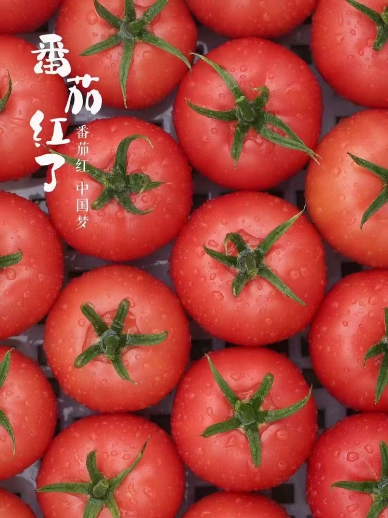 温室大棚普罗旺斯大量上市，这里是种植基地，一手货源。
