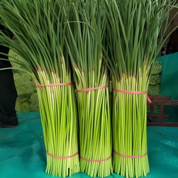 （热销）中牟新鲜红帽蒜薹、大量上市中.保证质量、全国代发