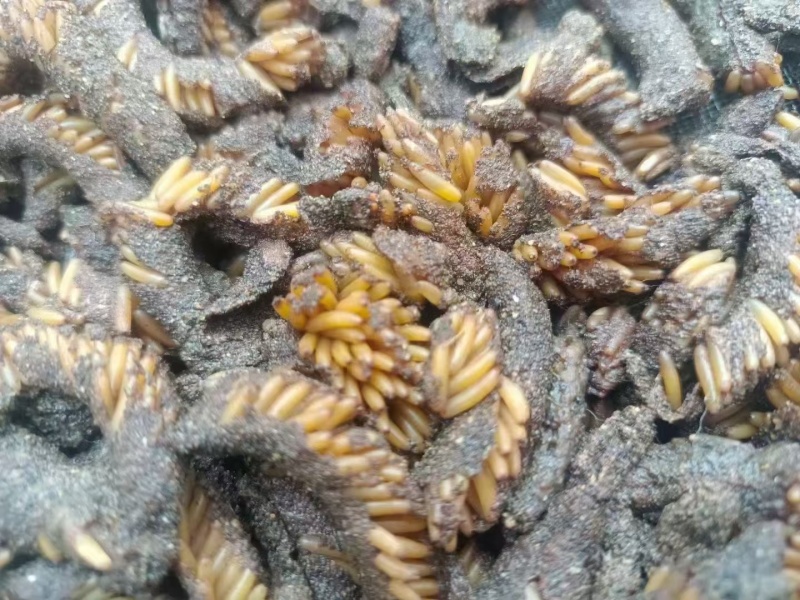 蚂蚱卵，东亚飞，棉蝗卵都有卵孵化率高