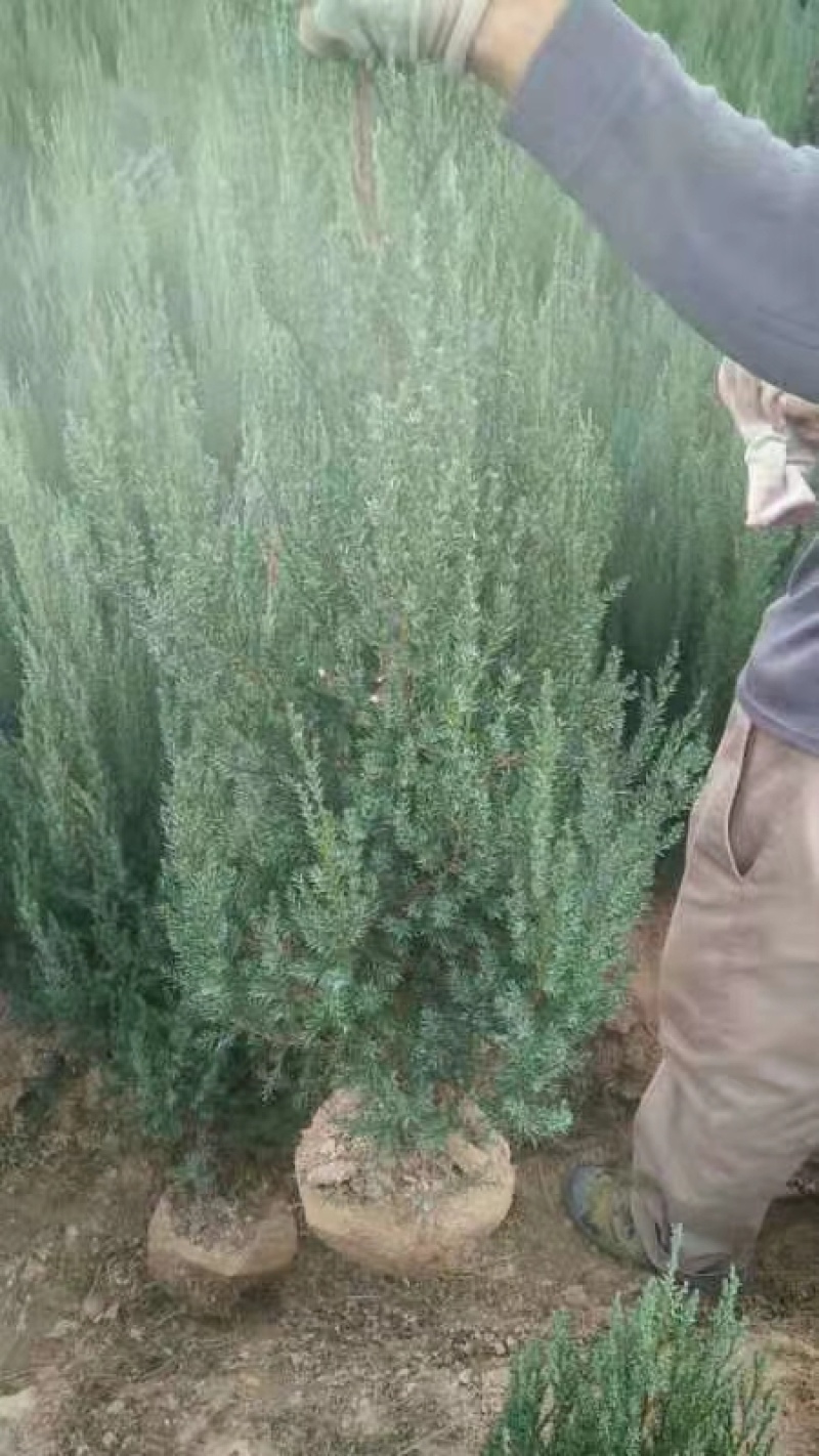 刺柏树1-2米高刺柏树多多质量很好价格便宜长期供应！