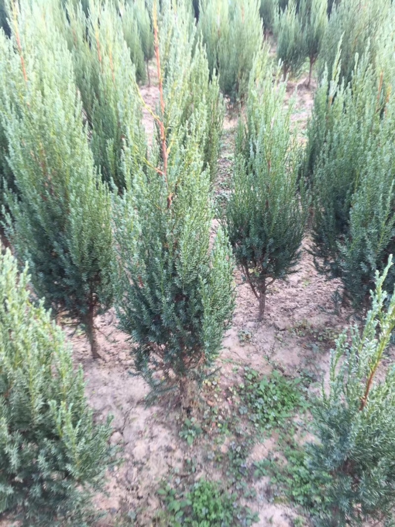 刺柏树1-2米高刺柏树多多质量很好价格便宜长期供应！