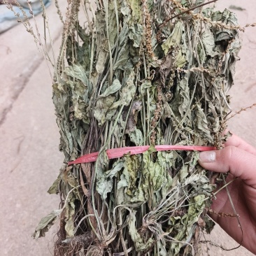 车前草，整株，当年新货，自然晒干，无任何添加。
