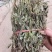 车前草，整株，当年新货，自然晒干，无任何添加。